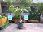 5050 Bottle Palm